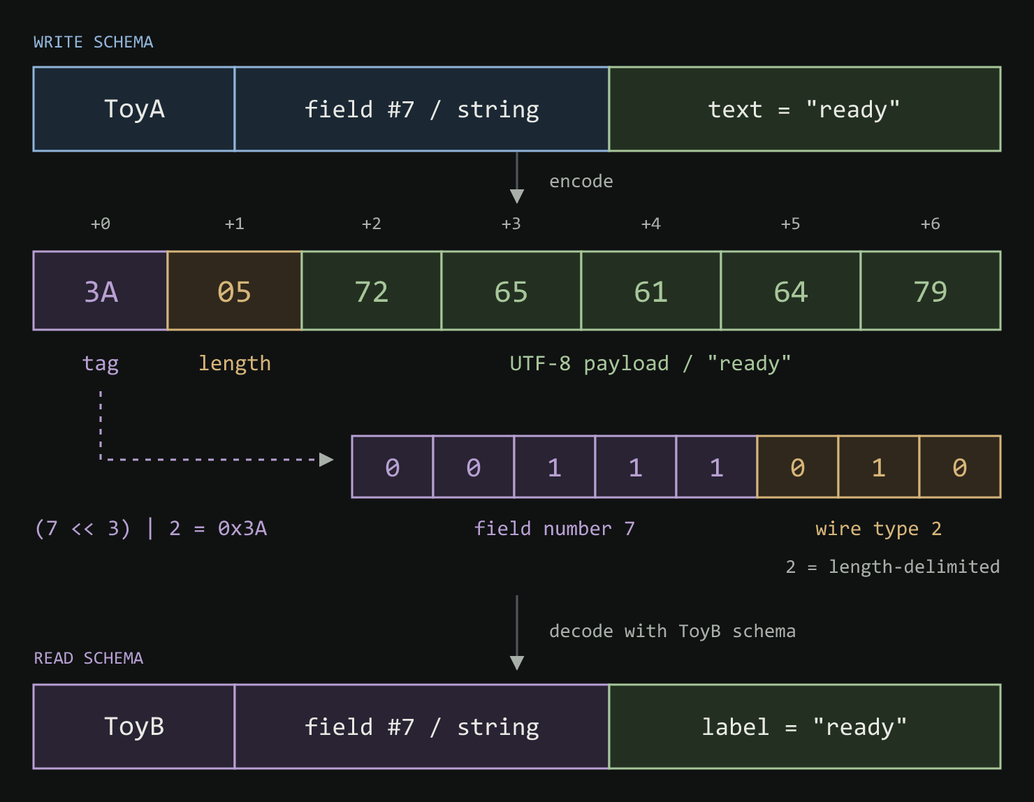 Illustrative schemas. Tag 0x3A encodes field 7 and wire type 2. Byte 0x05 gives the payload length. ToyA.text and ToyB.label both accept the same five UTF-8 bytes for ready.